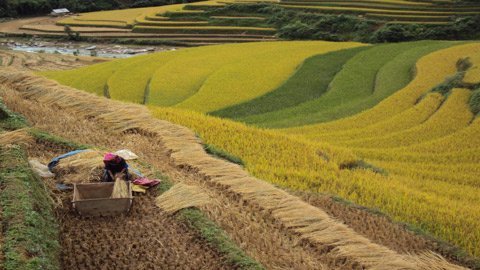 Rộn ràng mùa vàng Tây Bắc