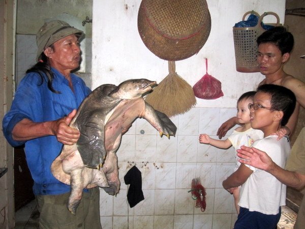 'Mẻ lưới lịch sử' của người bắt ba ba khủng