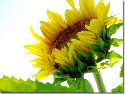 Qua ngõ nhà người