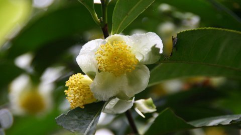 Lên xứ chè cổ thụ