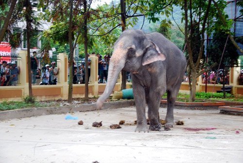 Voi xiếc bị 'chọc' trước khi quật chết người