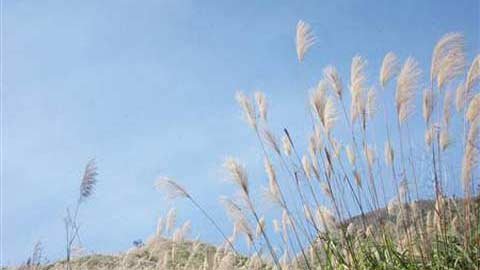 Thú chụp ảnh cánh đồng lau của giới trẻ Hà thành