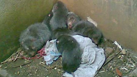 Rợn người tiết canh dúi... tăng 