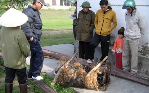 Vây bắt 14 đối tượng câu trộm chó chuyên nghiệp