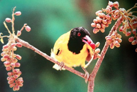 Những chuyện lạ về chim rừng Việt Nam