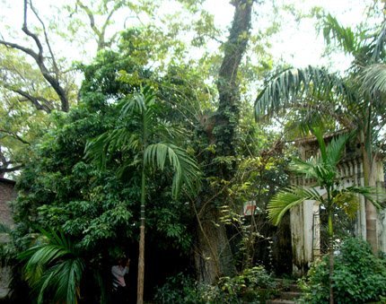 Náo loạn cả làng vì hai cành cây giá…1 triệu đô