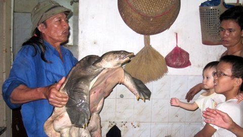 Ba ba 'khủng': Một tiền bán, ba tiền... dọa phạt