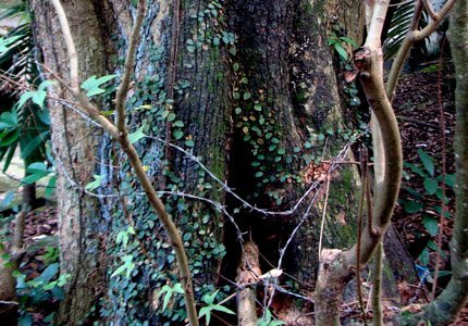 Sững sờ trước 2 “cụ” sưa trị giá 150 tỷ đồng!