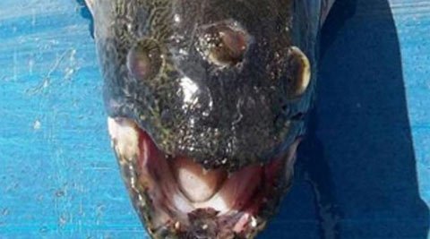 Kỳ lạ cá 3 mắt ở hồ hạt nhân