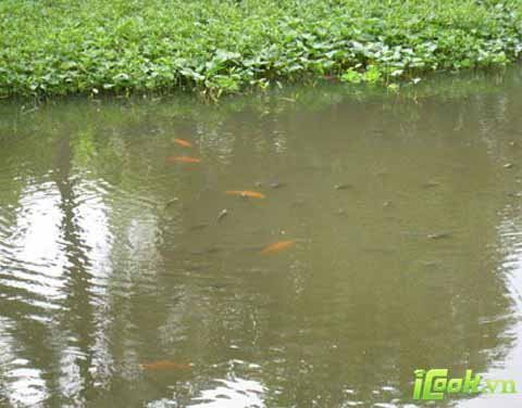 Oái oăm chị dâu - em chồng và nửa cái ao