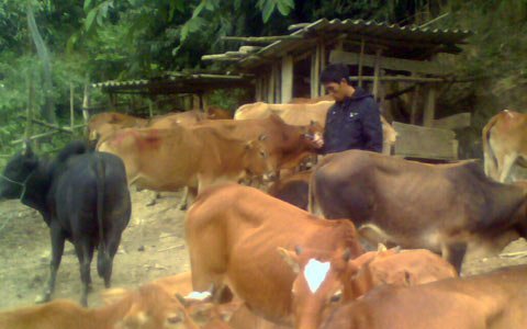 Ngang nhiên nhập lậu gia súc qua biên giới