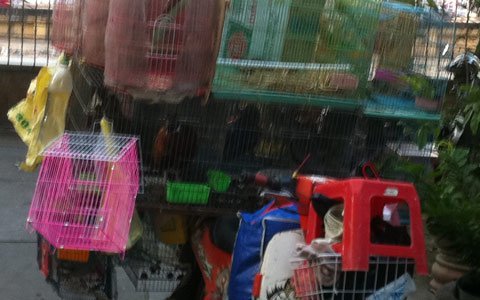 Phát hiện chim quý “vô chủ” trên đường phố