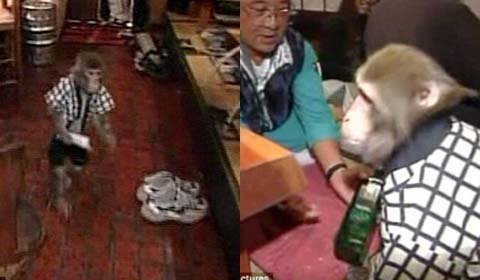 Những chú khỉ bồi bàn tại nhà hàng Nhật