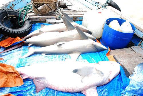 Cá mập lũ lượt kéo nhau về biển Cù Lao Chàm