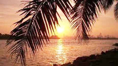 Bánh chưng lá bàng vuông