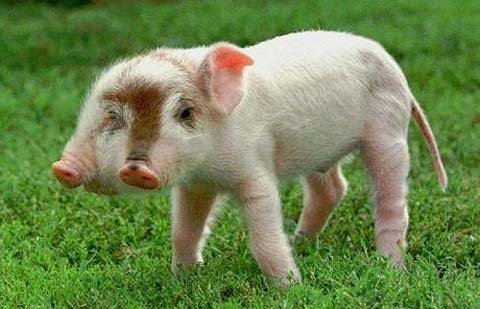 Những con vật hai đầu kỳ quái