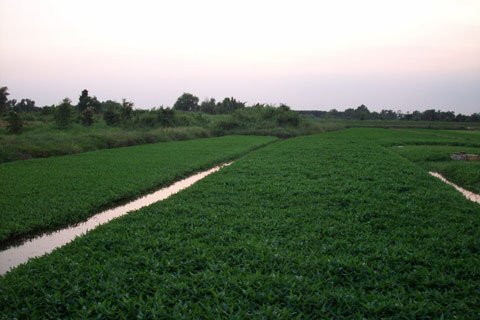 Thu nhập hơn 300 triệu đồng/năm từ rau muống