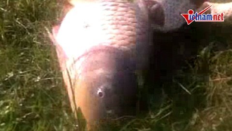 Clip: Câu được cá chép khủng ở Hồ Tây