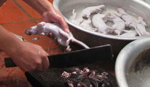 Rùng mình món nhậu từ… chuột cống ở Hà Nội