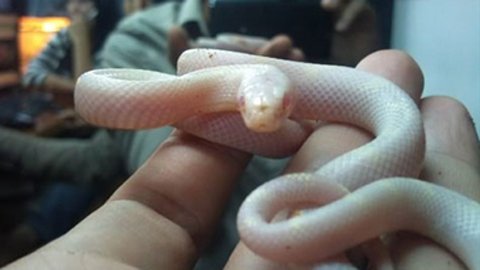 Giới trẻ Sài thành săn thú 