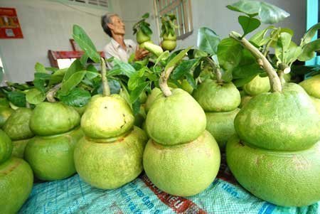 Bưởi hồ lô giá 