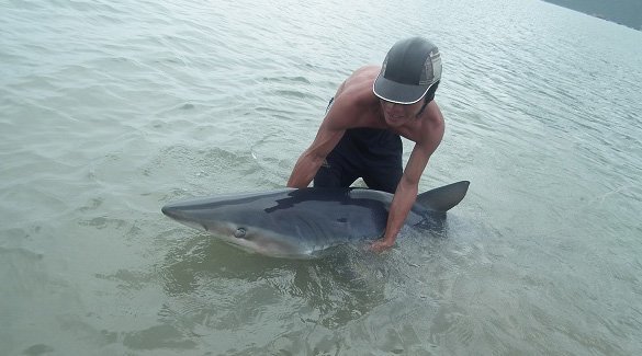Cá mập mắc kẹt ở bờ biển Côn Đảo