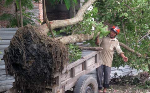 Công khai bày bán cây ‘bạc tỷ’ trên đại lộ