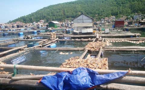 Mất tiền tỷ vì cá đặc sản chết hàng loạt