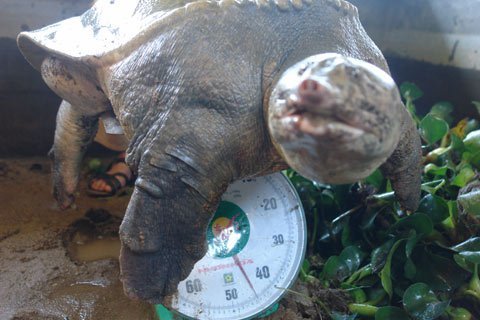 Cận cảnh ba ba khổng lồ ở Tây Bắc