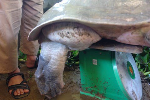 Sửng sốt ở xứ sở ba ba khổng lồ