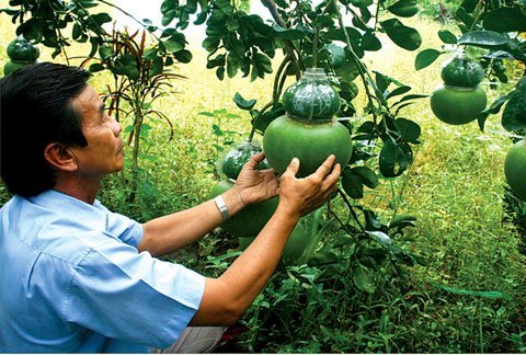 Hàng “độc” đón tết Nhâm Thìn