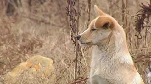 Chú chó không ăn, đứng canh mộ chủ suốt 7 ngày