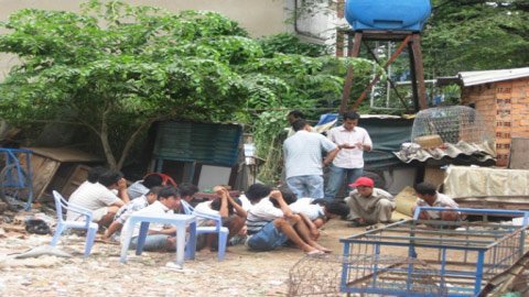 Trường gà quy mô núp bóng khu câu cá giải trí