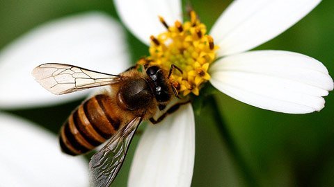 Mật ong - dưỡng chất, vị thuốc từ thiên nhiên