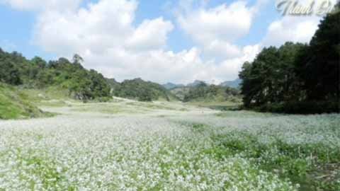 Cao nguyên Mộc Châu mùa cải trắng