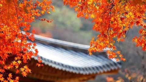 Đẹp mê hồn mùa thu xứ Hàn