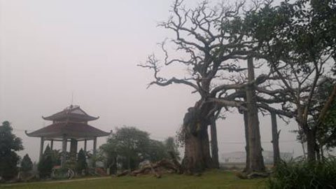 Đi tìm sự thật về cây thiêng giết  người