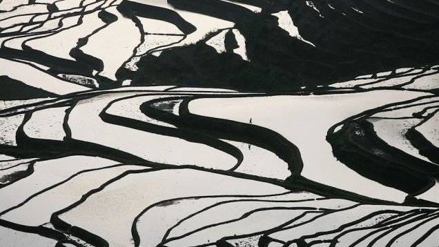 Gạo độc ở Trung Quốc