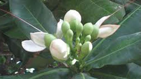 Trồng hoa nơi đảo xa