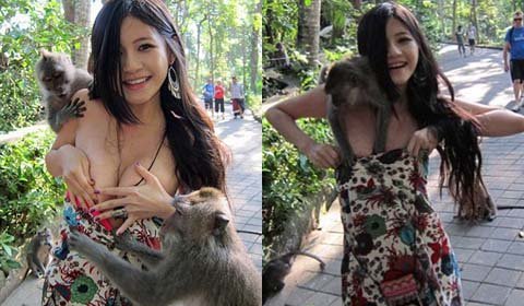 Nổi tiếng nhờ bị khỉ giật váy