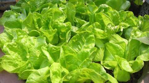 Thú trồng rau sạch tại phòng trọ của SV thủ đô