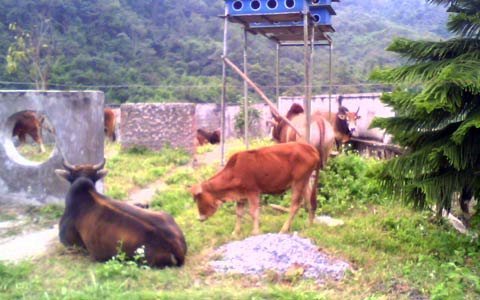 Bắt giữ nhiều trâu bò nhập lậu