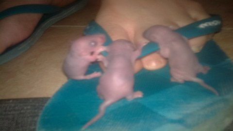 Giữa Thủ đô, sinh viên sống chung với chuột