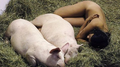 Thiếu nữ khỏa thân ngủ chung với lợn