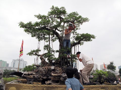 Những cây cảnh triệu đô sẽ bị xiết thuế