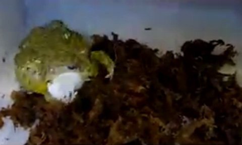 Ếch khổng lồ nuốt chửng con chuột bạch