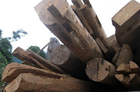 Tìm ra kiểm lâm ngồi trên xe gỗ bị nạn