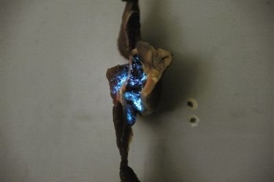 Tá hỏa vì thịt lợn phát quang