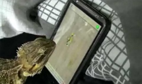 Xem thằn lằn chơi game sành điệu trên smartphone