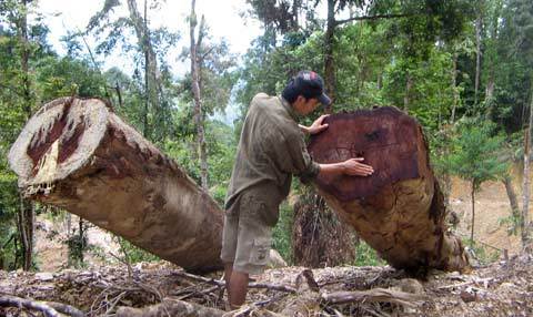 Đội trưởng lâm nghiệp buôn gỗ lậu